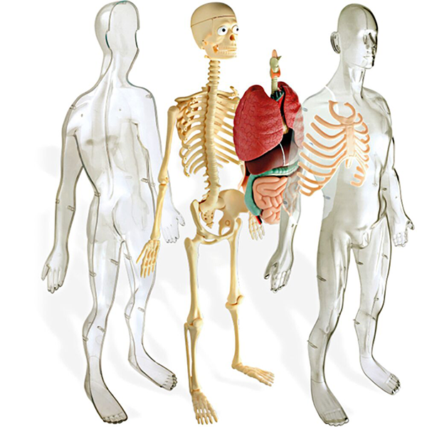 elcajondesinderik: ANATOMIA HUMANA de SERIMA